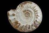 Large, Jurassic Ammonite Fossil - Madagascar #166002-1